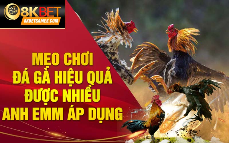 Đá gà 8KBET - Nơi tham gia cá cược đẳng cấp nhất 2024 Mẹo chơi đá gà hiệu quả được nhiều anh em áp dụng