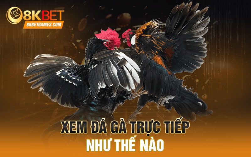 Đá Gà Online Là Gì? Xem Đá Gà Campuchia Trực Tiếp Xem đá gà trực tiếp như thế nào