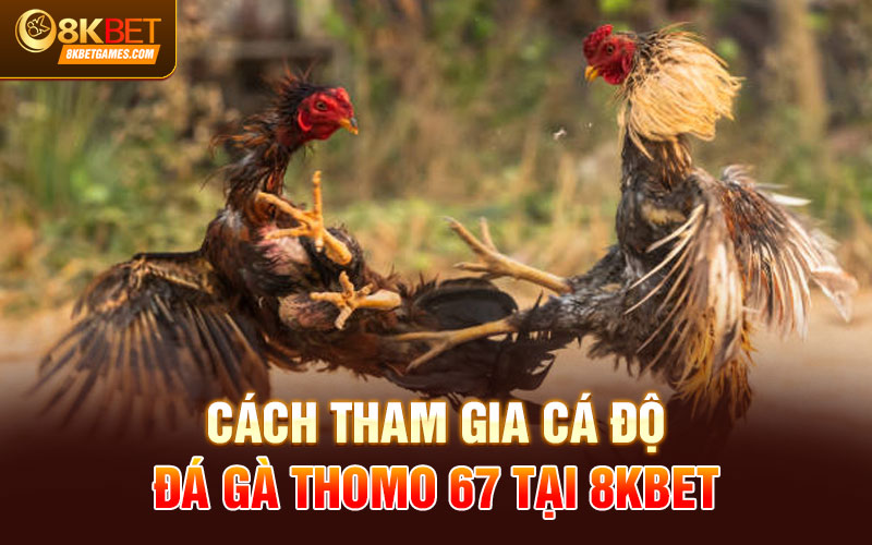 Đá Gà Thomo 67 - Địa Chỉ Chọi Gà Chất Lượng 2024 Cách tham gia cá độ đá gà thomo 67 tại 8kbet