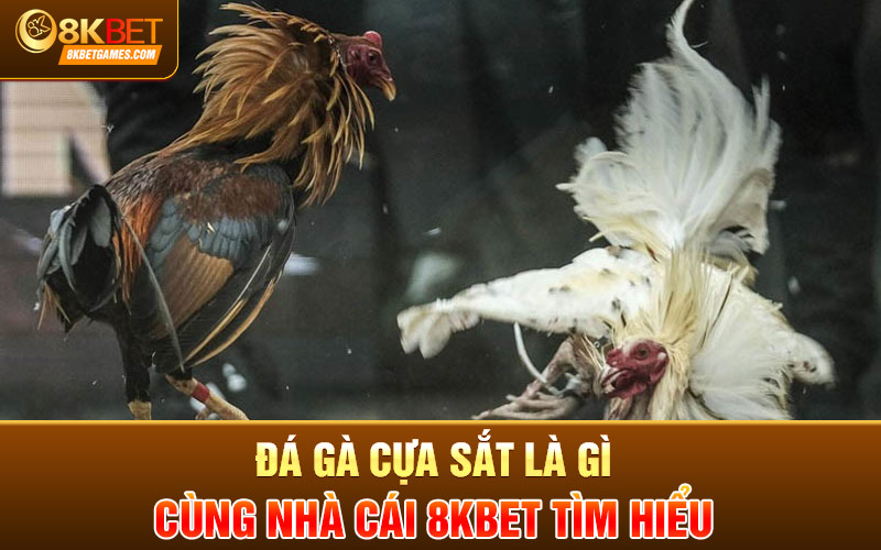 Đá Gà Cựa Sắt Là Gì? Cách Chăm Sóc Gà Để Đá Đá gà cựa sắt là gì cùng nhà cái 8KBET tìm hiểu