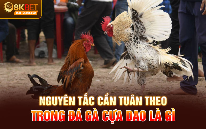 Trực Tiếp Đá Gà Cựa Dao Tại Sảnh Đá Gà 8KBET Nguyên tắc cần tuân theo trong đá gà cựa dao là gì
