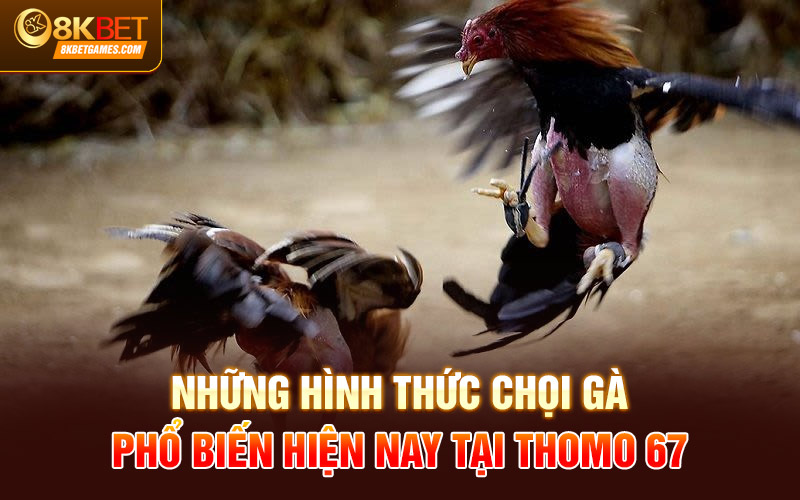 Đá Gà Thomo 67 - Địa Chỉ Chọi Gà Chất Lượng 2024 Những hình thức chọi gà phổ biến hiện nay tại thomo 67