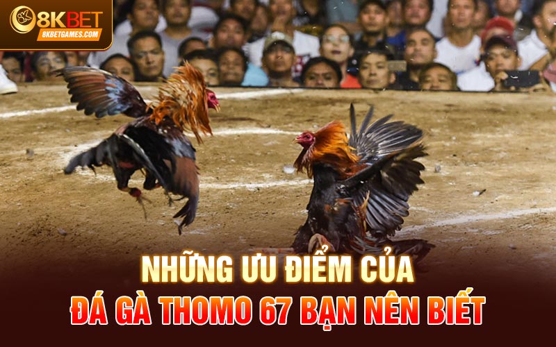 Đá Gà Thomo 67 - Địa Chỉ Chọi Gà Chất Lượng 2024 Những ưu điểm của đá gà thomo 67 bạn nên biết