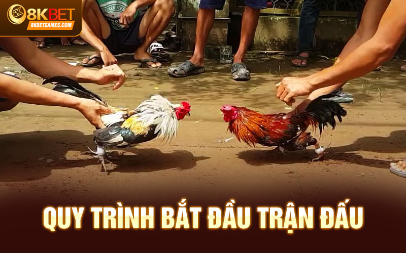 Trực Tiếp Đá Gà Cựa Dao Tại Sảnh Đá Gà 8KBET Quy trình bắt đầu trận đấu