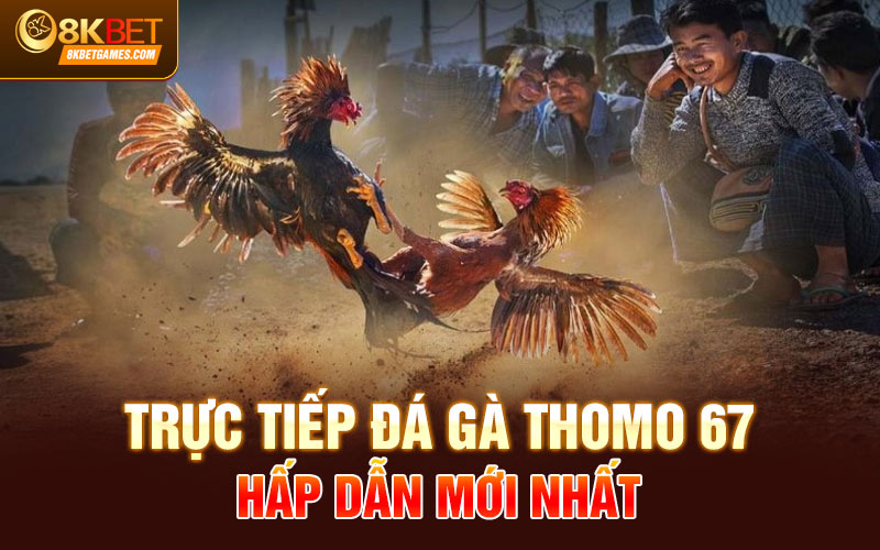 Đá Gà Thomo 67 - Địa Chỉ Chọi Gà Chất Lượng 2024 Trực tiếp đá gà thomo 67 hấp dẫn mới nhất