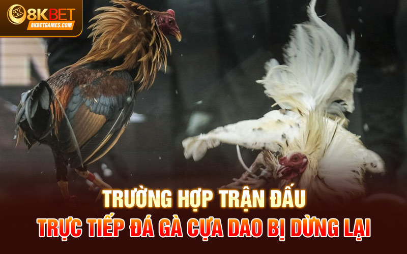 Trực Tiếp Đá Gà Cựa Dao Tại Sảnh Đá Gà 8KBET Trường hợp trận đấu trực tiếp đá gà cựa dao bị dừng lại