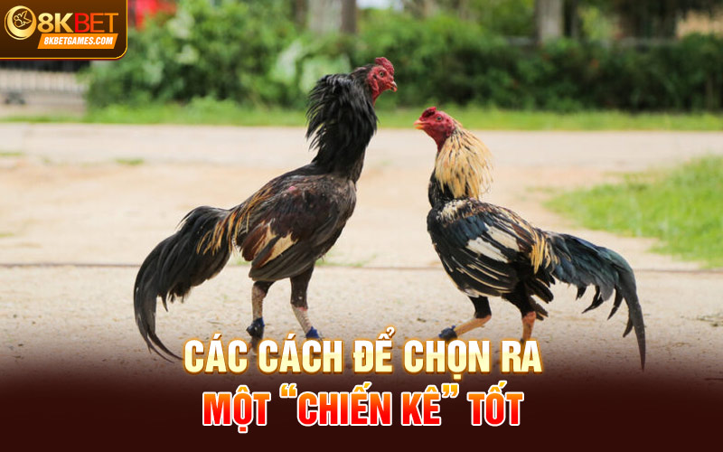Đá Gà Đòn Trực Tiếp 8KBET - Hội Tụ Hùng Kê Hàng Đầu Các cách để chọn ra một chiến kê tốt