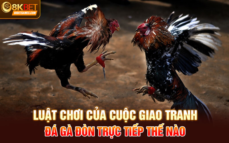 Đá Gà Đòn Trực Tiếp 8KBET - Hội Tụ Hùng Kê Hàng Đầu Luật chơi của cuộc giao tranh đá gà đòn trực tiếp thế nào