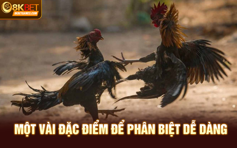 Đá Gà Đòn Trực Tiếp 8KBET - Hội Tụ Hùng Kê Hàng Đầu Một vài đặc điểm để phân biệt dễ dàng