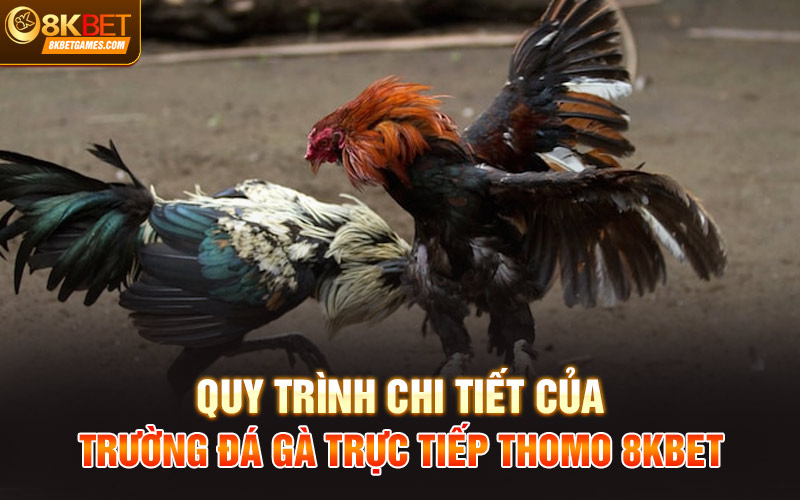 Đá gà trực tiếp Thomo – Điểm đá gà uy tín, sôi động 8KBET Quy trình chi tiết của trường đá gà trực tiếp Thomo 8KBET