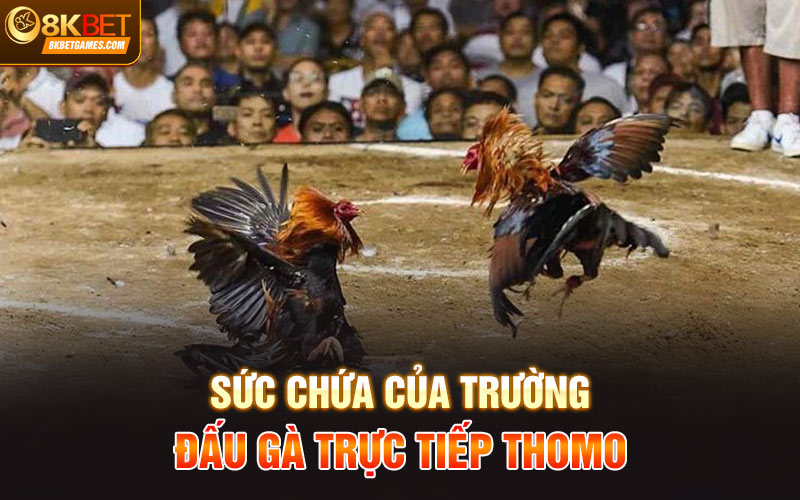Đá gà trực tiếp Thomo – Điểm đá gà uy tín, sôi động 8KBET Sức chứa của trường đấu gà trực tiếp Thomo