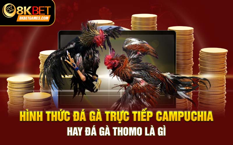 Đá gà Thomo - Điểm đá gà trực tiếp Campuchia ấn tượng Hình thức đá gà trực tiếp Campuchia hay đá gà Thomo là gì
