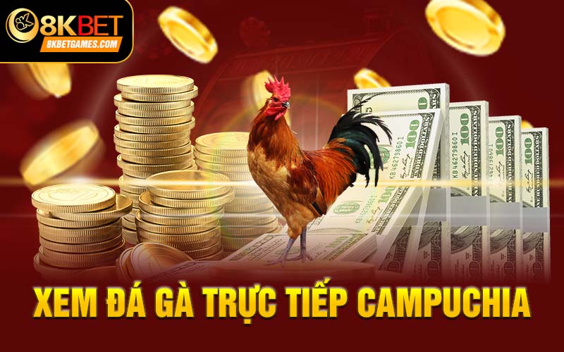 Đá gà Thomo - Điểm đá gà trực tiếp Campuchia ấn tượng Xem Đá Gà Trực Tiếp Campuchia