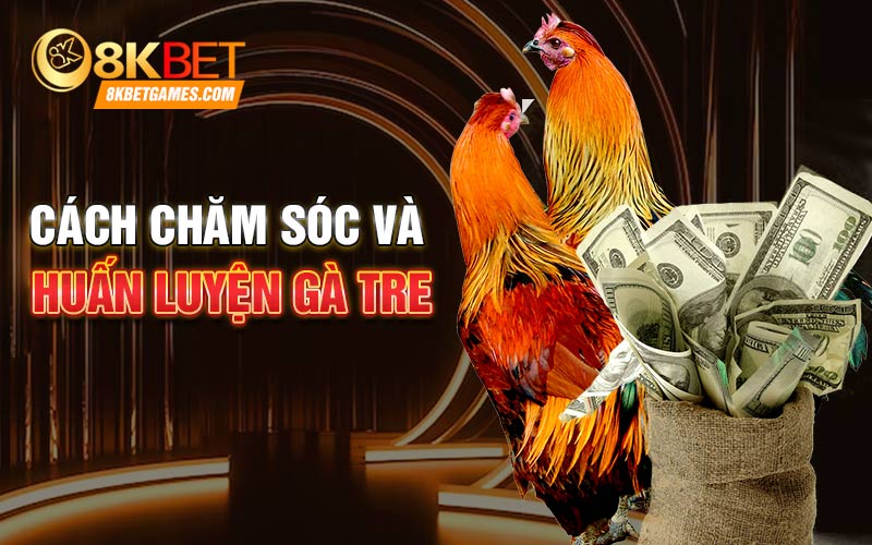 Cách Nuôi Gà Tre Đá Bách Chiến Bách Thắng Cách chăm sóc và huấn luyện gà tre
