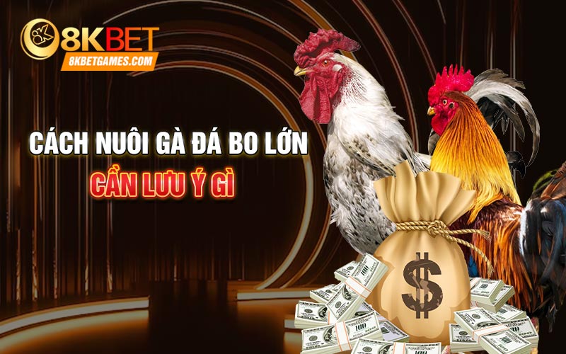 Cách Nuôi Gà Đá Bo Lớn Hiệu Quả Tại Nhà Cách nuôi gà đá bo lớn cần lưu ý gì