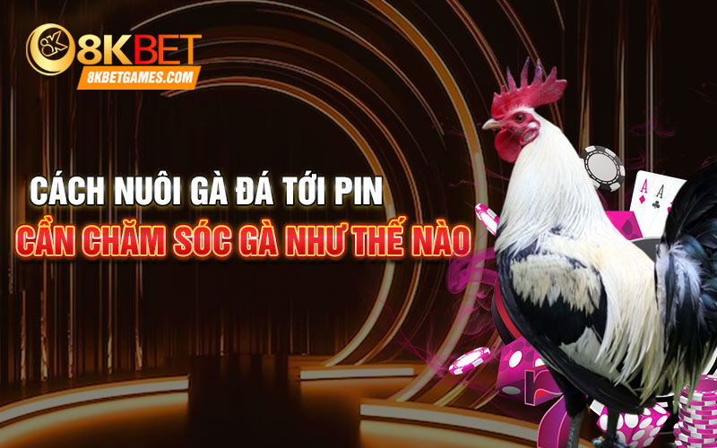 Cách Nuôi Gà Đá Tới Pin Như Chiến Kê Đấu Trường Cách nuôi gà đá tới pin cần chăm sóc gà như thế nào
