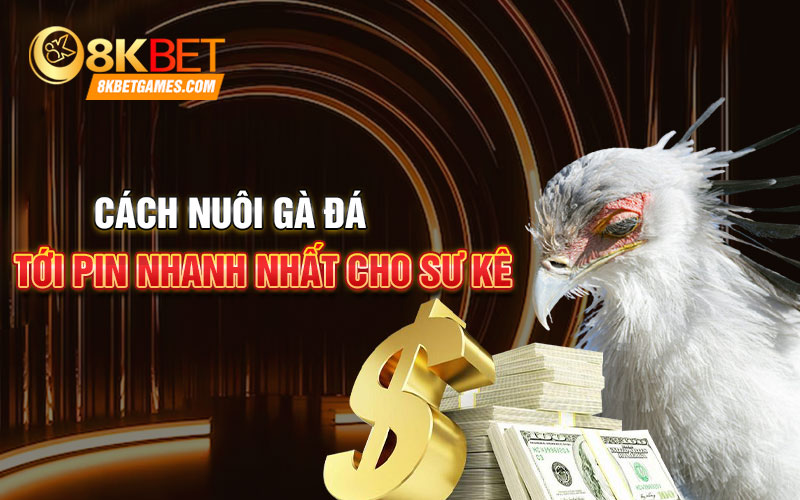 Cách Nuôi Gà Đá Tới Pin Như Chiến Kê Đấu Trường Cách nuôi gà đá tới pin nhanh nhất cho sư kê