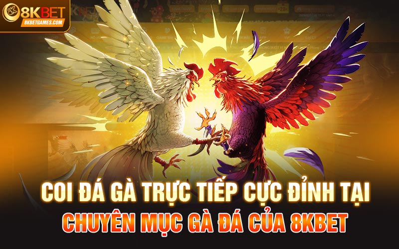 Coi Đá Gà Trực Tiếp Và Đặt Cược Thả Ga Tại Nhà Cái 8Kbet Coi đá gà trực tiếp cực đỉnh tại chuyên mục Gà Đá Của 8Kbet