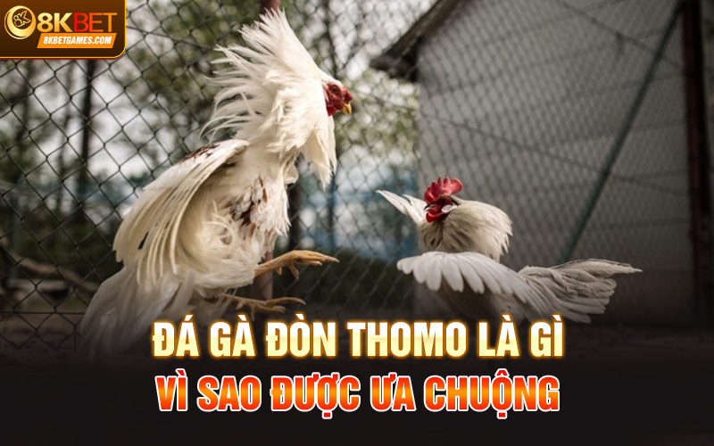 Đá Gà Đòn Thomo Hấp Dẫn Thưởng Cao Chỉ Có Tại 8KBet Đá gà đòn thomo là gì? Vì sao được ưa chuộng