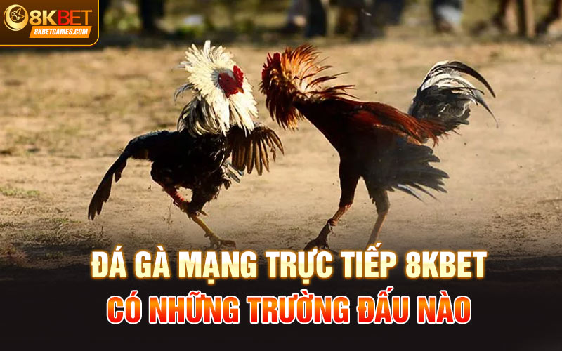 Đá Gà Mạng Trực Tiếp 8Kbet Siêu Đỉnh Dành Cho Anh Em Đá gà mạng trực tiếp 8Kbet có những trường đấu nào