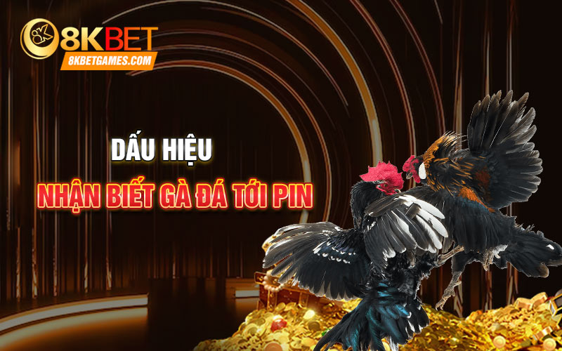 Cách Nuôi Gà Đá Tới Pin Như Chiến Kê Đấu Trường Dấu hiệu nhận biết gà đá tới pin