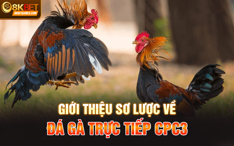 Đá Gà Trực Tiếp CPC3 - Thể Thức Hấp Dẫn Trả Thưởng Cao Giới thiệu sơ lược về Đá gà trực tiếp CPC3