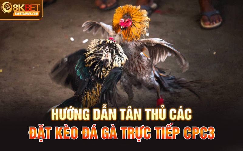 Đá Gà Trực Tiếp CPC3 - Thể Thức Hấp Dẫn Trả Thưởng Cao Hướng dẫn tân thủ các đặt kèo Đá gà trực tiếp CPC3