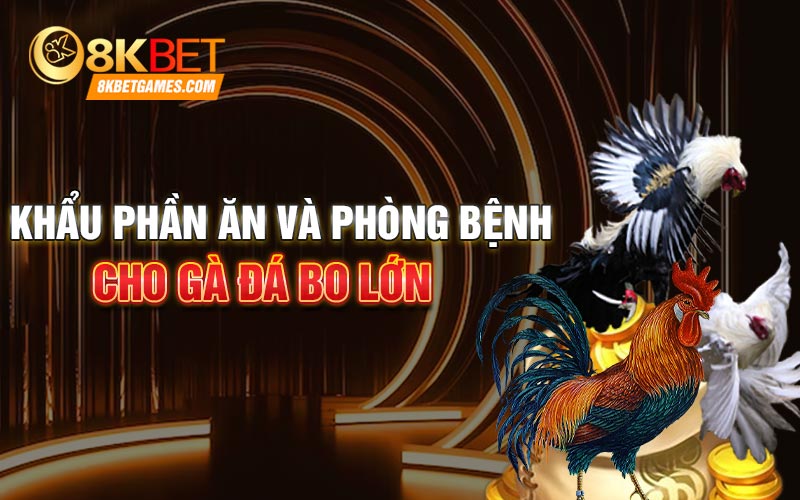 Cách Nuôi Gà Đá Bo Lớn Hiệu Quả Tại Nhà Khẩu phần ăn và phòng bệnh cho gà đá bo lớn