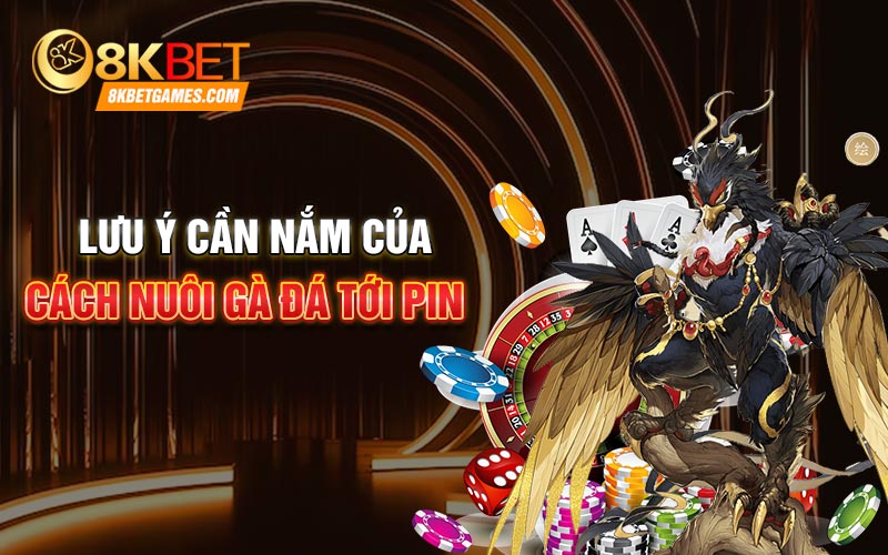 Cách Nuôi Gà Đá Tới Pin Như Chiến Kê Đấu Trường Lưu ý cần nắm của cách nuôi gà đá tới pin