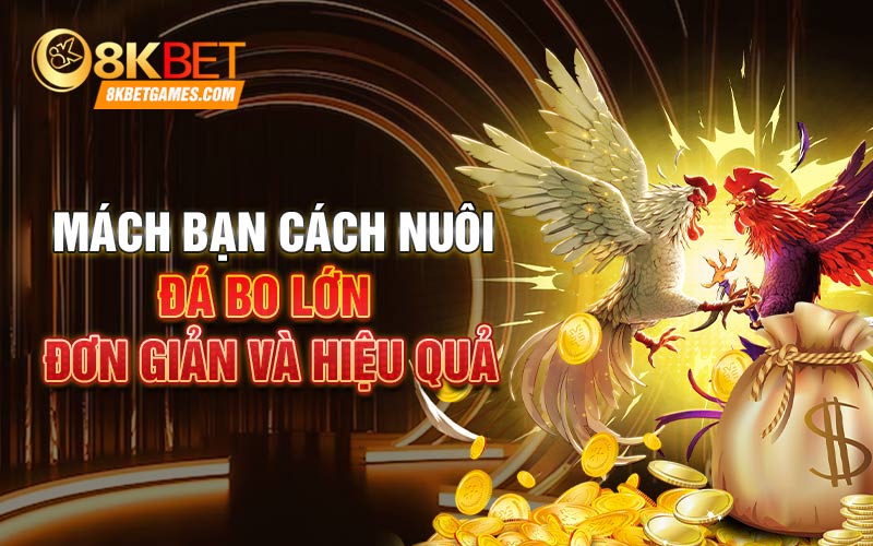 Cách Nuôi Gà Đá Bo Lớn Hiệu Quả Tại Nhà Mách bạn cách nuôi gà đá bo lớn đơn giản và hiệu quả