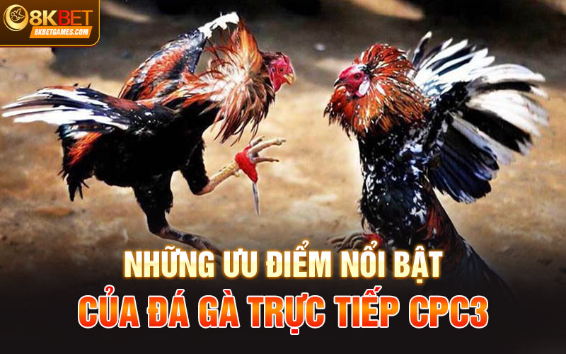 Đá Gà Trực Tiếp CPC3 - Thể Thức Hấp Dẫn Trả Thưởng Cao Những ưu điểm nổi bật của Đá gà trực tiếp CPC3
