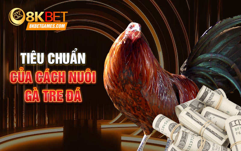 Cách Nuôi Gà Tre Đá Bách Chiến Bách Thắng Tiêu chuẩn của cách nuôi gà tre đá
