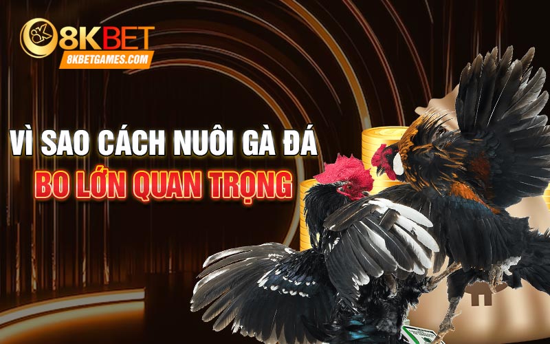 Cách Nuôi Gà Đá Bo Lớn Hiệu Quả Tại Nhà Vì sao cách nuôi gà đá bo lớn quan trọng