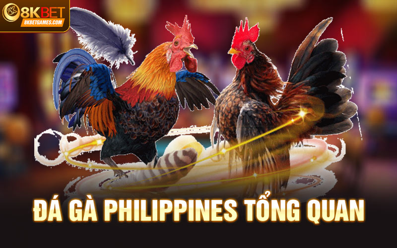Đá Gà Philippines Siêu Hấp Dẫn Cùng Thưởng Lớn Tại 8kbet Đá gà Philippines tổng quan