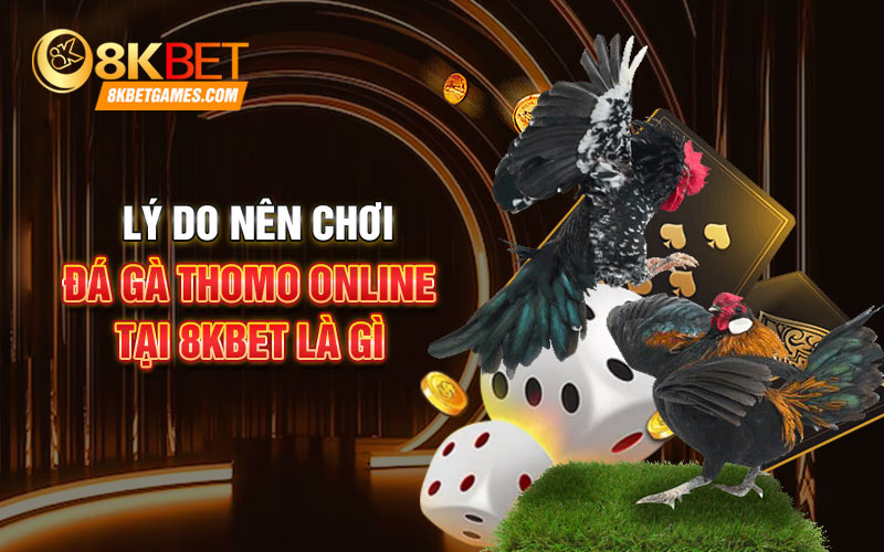 Đá Gà Thomo Online - Những Thông Tin Quan Trọng Về Dịch Vụ Lý do nên chơi đá gà Thomo online tại 8kbet là gì
