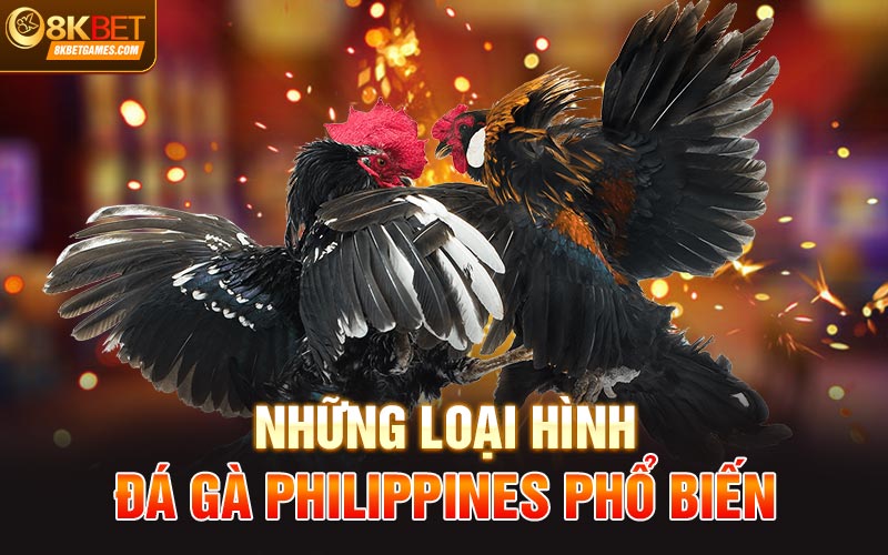 Đá Gà Philippines Siêu Hấp Dẫn Cùng Thưởng Lớn Tại 8kbet Những loại hình đá gà Philippines phổ biến